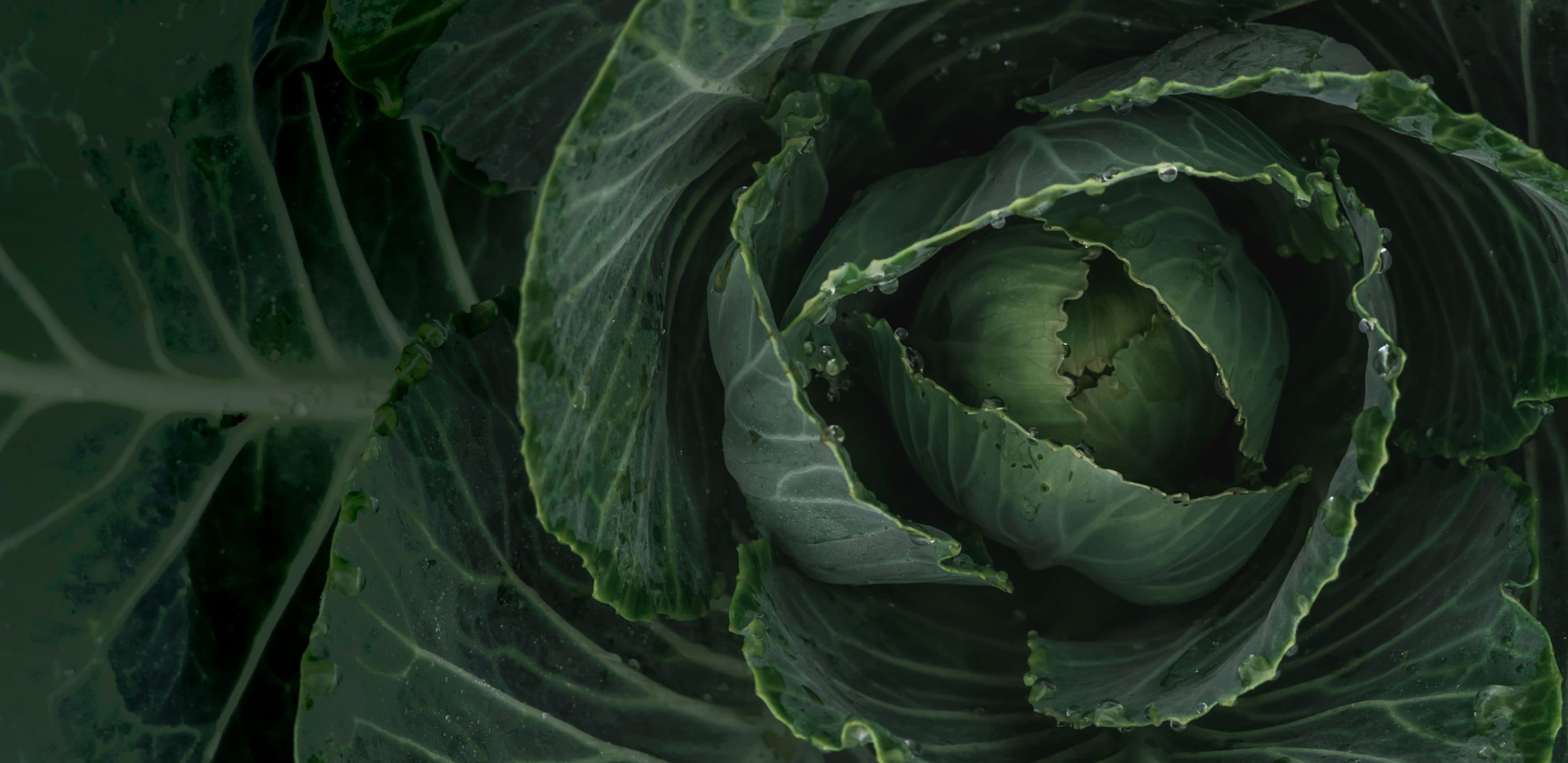 Cabbage